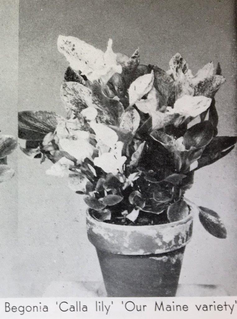 B. ‘Calla Lily Our Maine Variety’